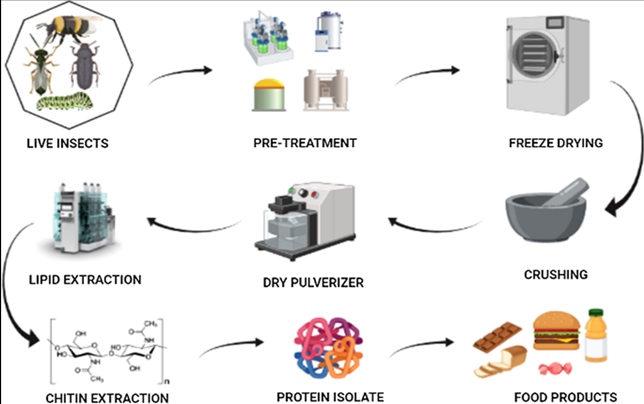 REDE-T: Edible Insects as a Sustainable Protein Source: A Deep Dive ...